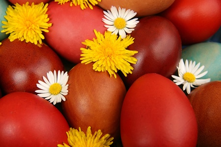 Camomile and dandelion among easter eggs