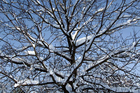 Snowy branches background