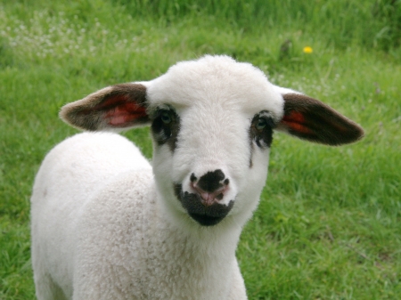 Lamb en face