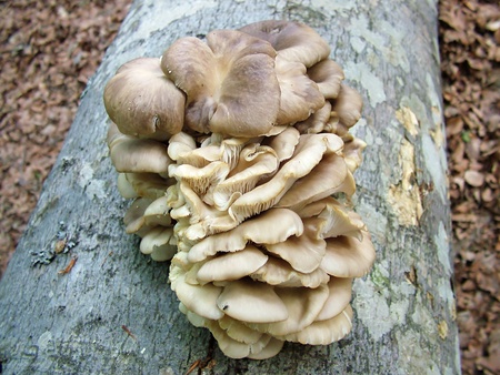 Mushroom on fallen trunkの写真素材