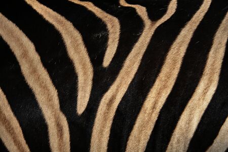Details of the skin of an African zebra-black and white