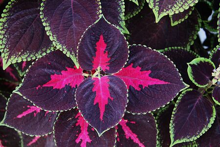 Decorative Nettle colors close upの写真素材