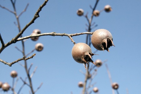 Medlar on the tree and blue sky