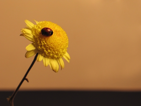 Sunrise on the flowerの写真素材