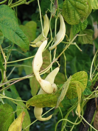 Yellow beam plant