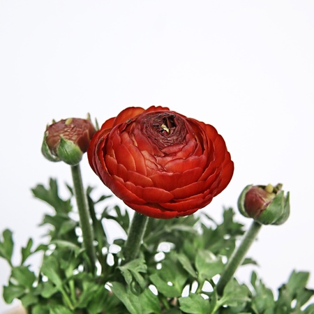 Ranunculus flower