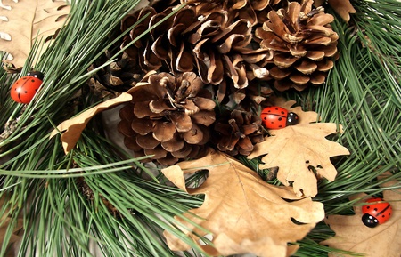 Pine cones pine tree branch, ladybird and oak leaf