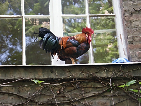  Rooster on the window