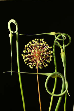 Composition from an inflorescence of an onions and stalks of garlicの写真素材