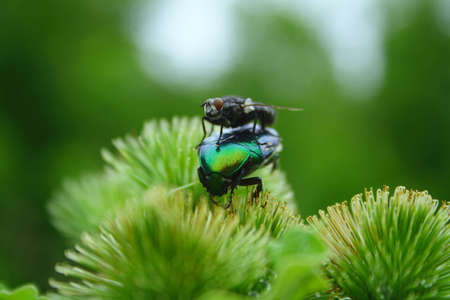 The annoying fly prevents to collect nectarの写真素材