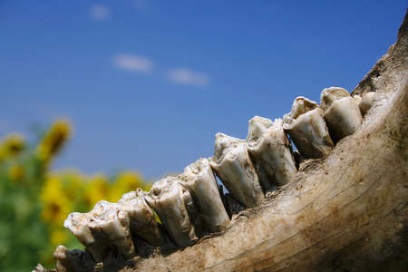 Bright example of deterioration of a teeth at the cowの写真素材