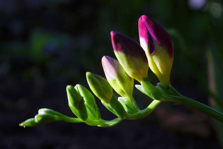 Beautiful flower for greenhouses and sales.の写真素材