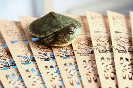 turtle very restless inhabitant of a terrariumの写真素材