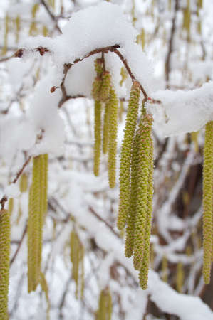 Returning of winter frosts in the beginning of spring can ruin a crop.の写真素材