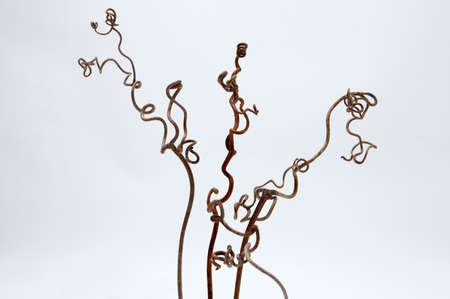 Beautiful forms of a grapevineの写真素材