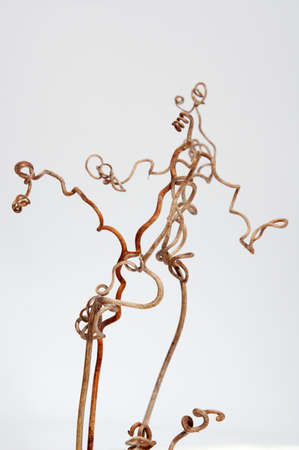 Beautiful forms of a grapevineの写真素材