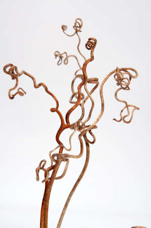 Beautiful forms of a grapevineの写真素材