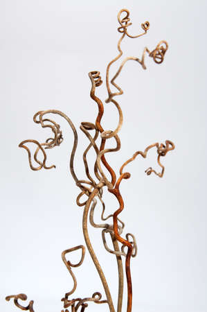 Beautiful forms of a grapevineの写真素材