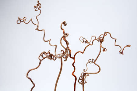 Beautiful forms of a grapevineの写真素材