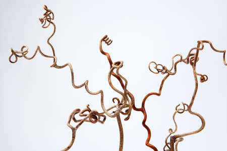 Beautiful forms of a grapevineの写真素材