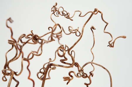 Beautiful forms of a grapevineの写真素材