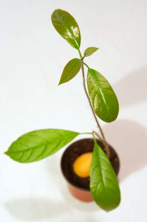 Seeds from the eaten avocado can be brought up の写真素材