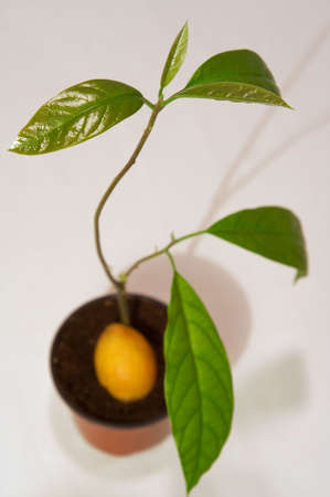 Seeds from the eaten avocado can be brought up の写真素材