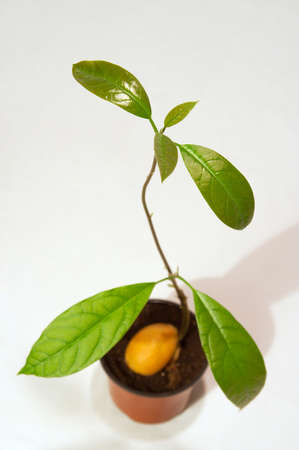 Seeds from the eaten avocado can be brought upの写真素材