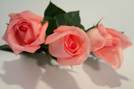 Roses are queen of all colorsの写真素材