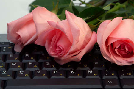 Roses are queen of all colorsの写真素材