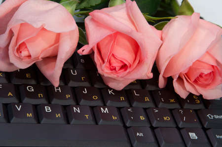 Roses are queen of all colorsの写真素材