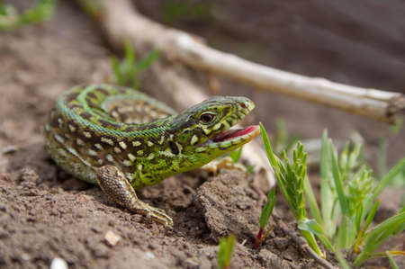 In the spring of the lizard begin an active way of life