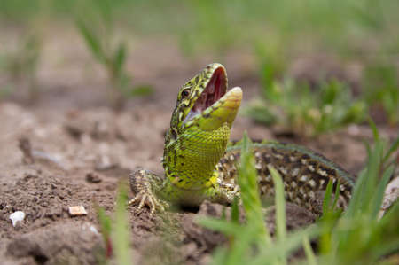In the spring of the lizard begin an active way of lifeの写真素材