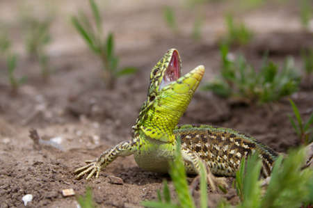 In the spring of the lizard begin an active way of lifeの写真素材