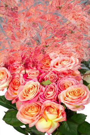 Roses are queen of all colorsの写真素材