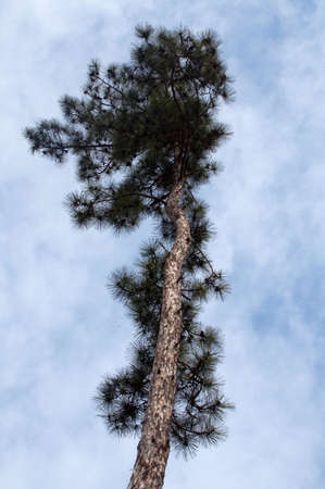 The old coniferous tree can look very beautifully.の写真素材