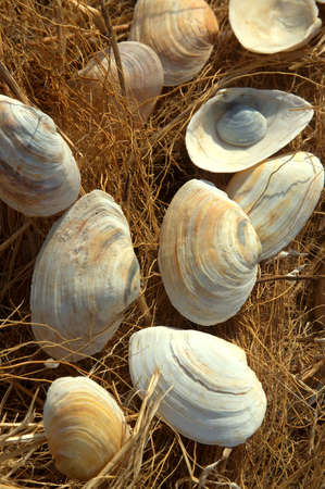 Very often nature itself creates surprising compositionsの写真素材