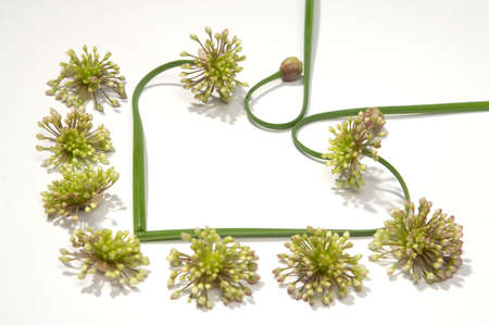 About feelings can tell not only roses!の写真素材