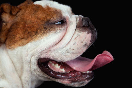 The English bulldog is one more breed of interesting dogsの写真素材