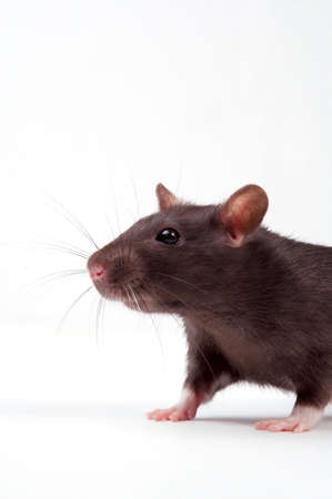 Rats very clever and artful rodentsの写真素材