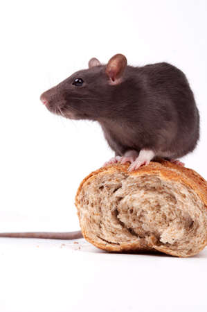 Rats very clever and artful rodentsの写真素材