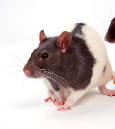 Rats very clever and artful rodentsの写真素材