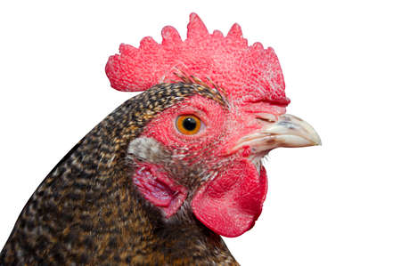 Close-up view of a chicken's headの写真素材