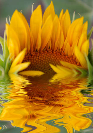 Reflection in water in the afternoon very detailedの写真素材