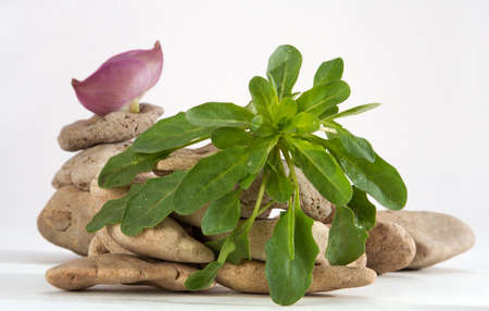 Green grass and wild stones on a white background