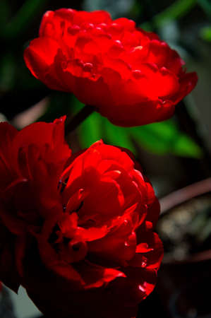 Very early and beautiful plant of  bulbousの写真素材