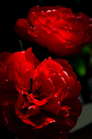 Very early and beautiful plant of  bulbousの写真素材