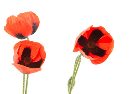 Bouquet from the field poppies broken on a meadowの写真素材