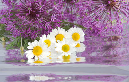 Composition from camomiles and colors of a decorative onions on a background from a foilの写真素材