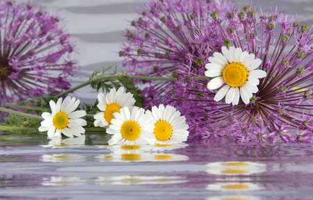 Composition from camomiles and colors of a decorative onions on a background from a foilの写真素材